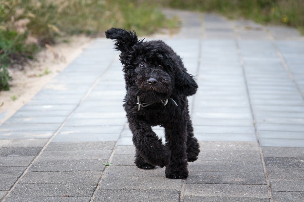 Барбет французская водяная собака