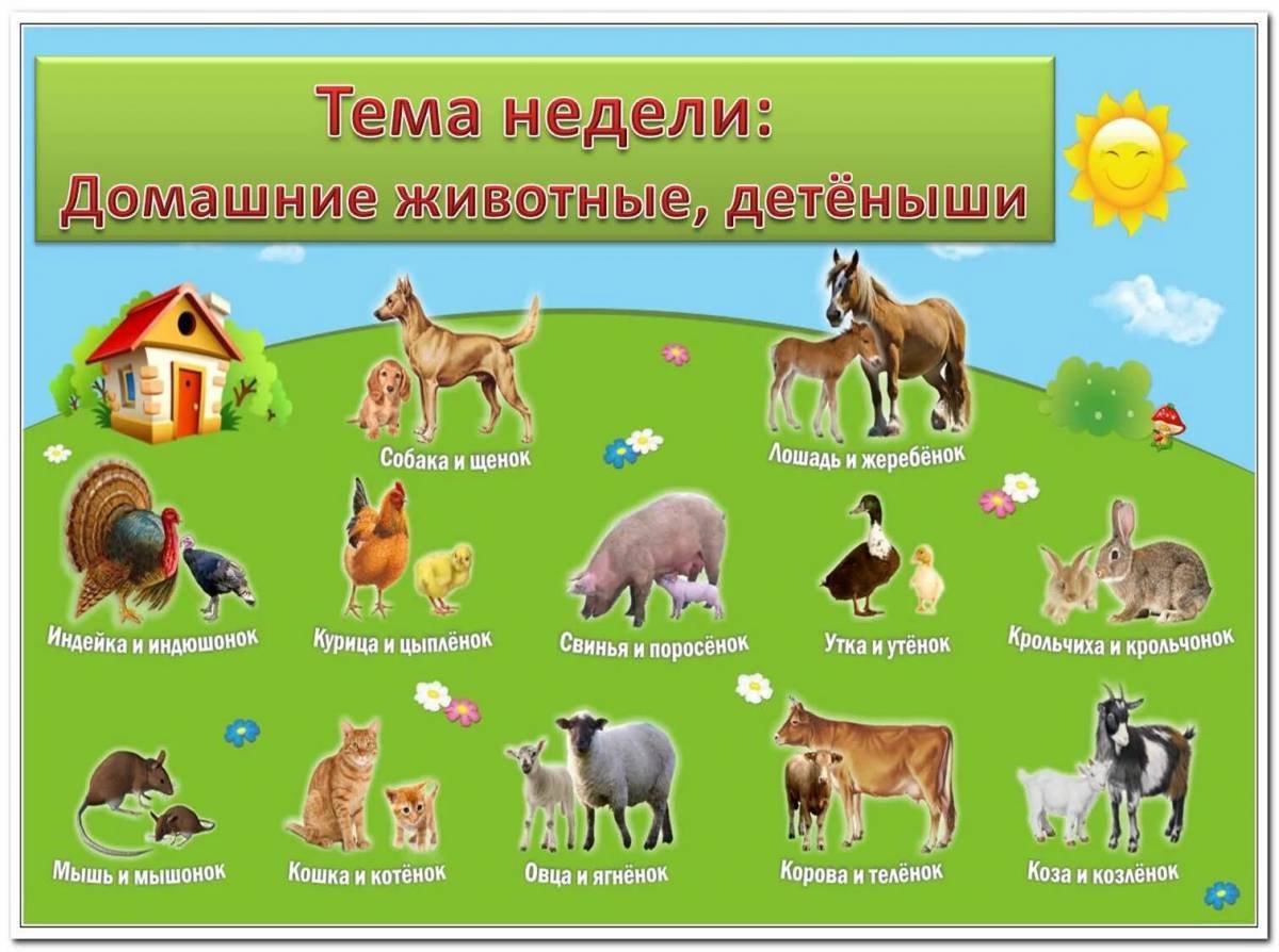 Изображения домашних животных для детей
