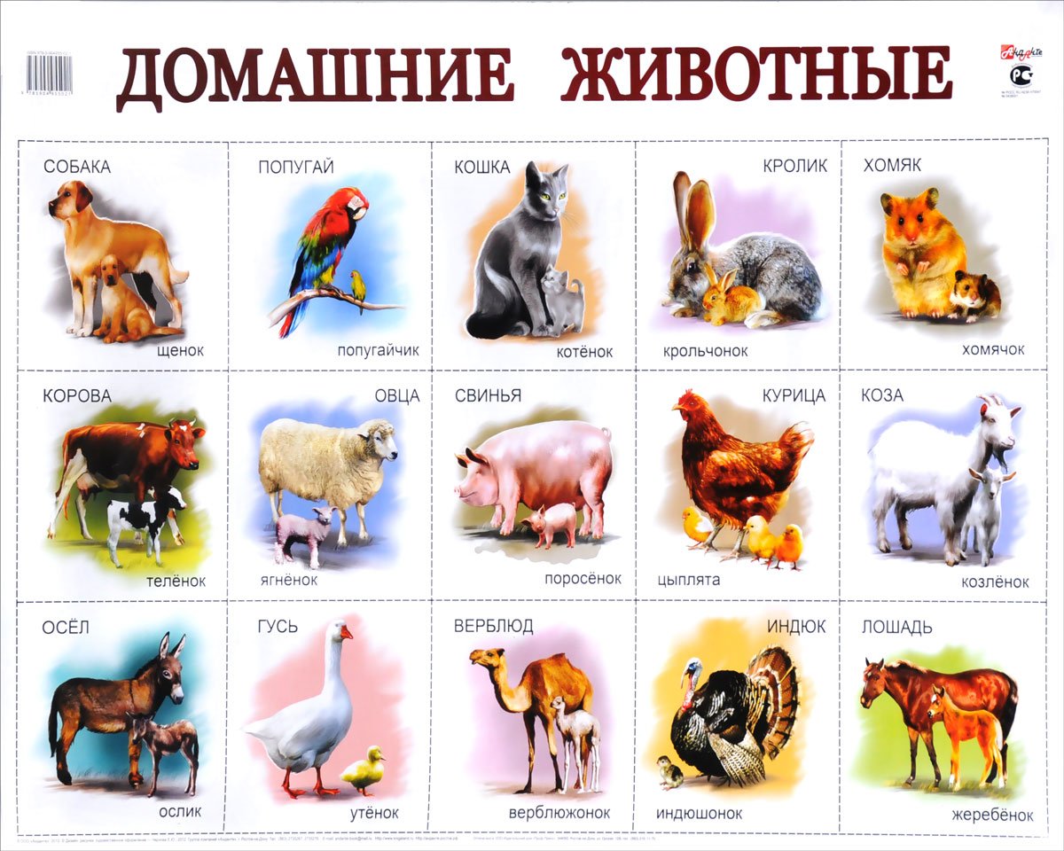Домашние животные для детей