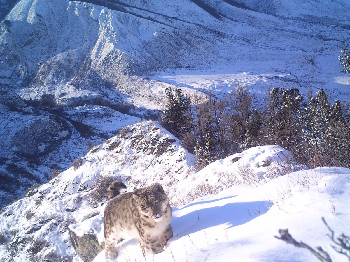 Снежный Барс Алтай