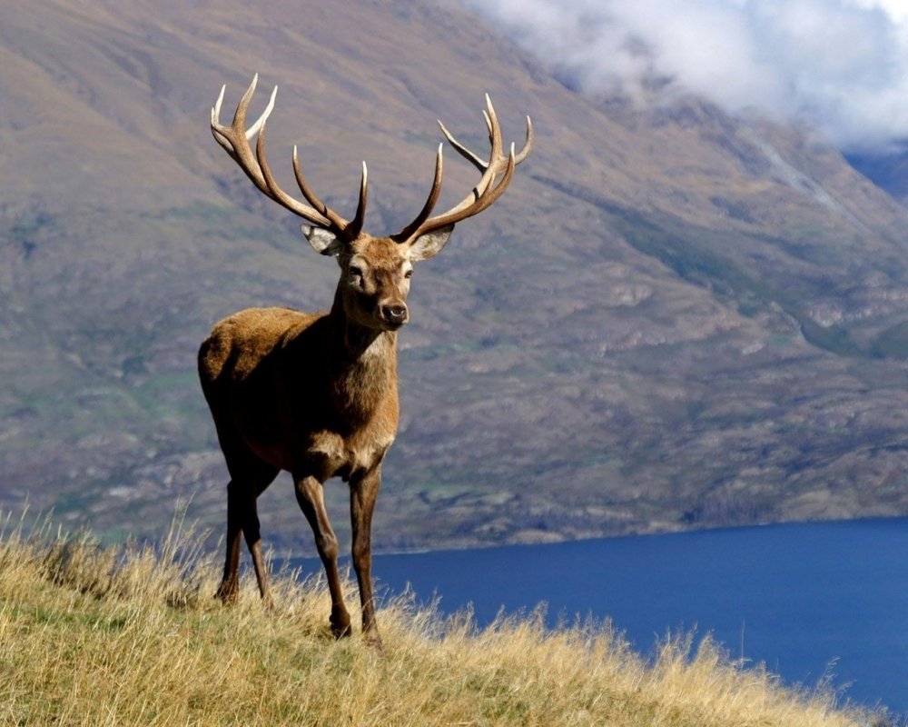 Благородный олень изюбрь