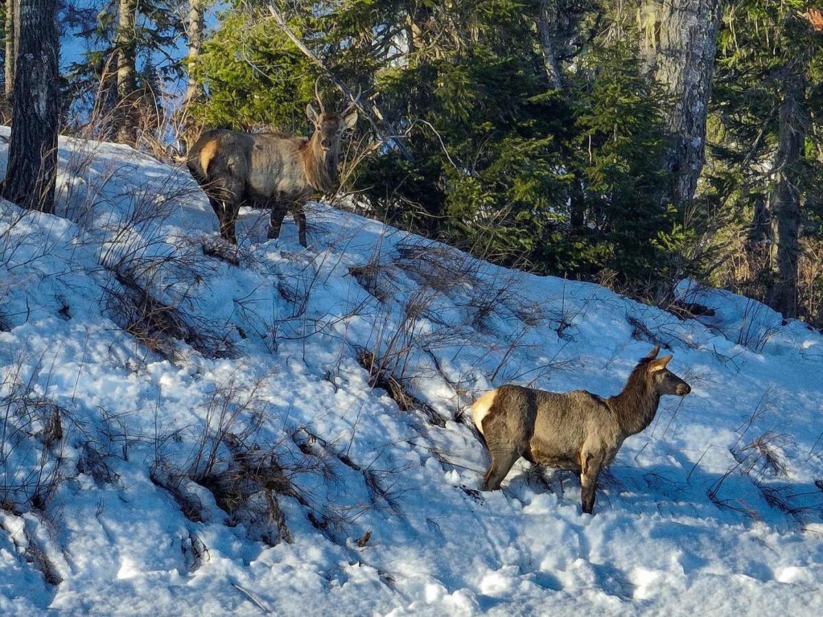 Разрезы почвы Алтайского заповедника