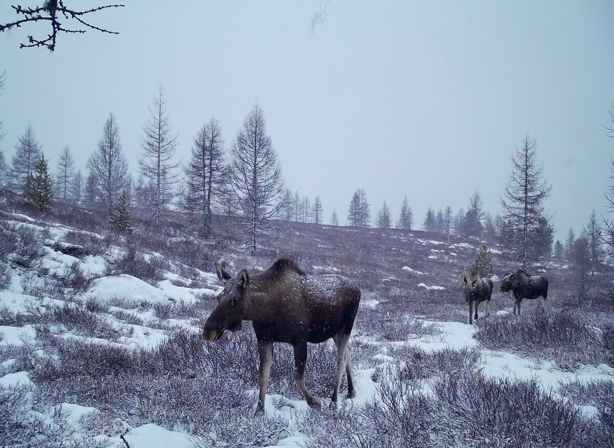 Пейзажи зима Алтайского заповедника