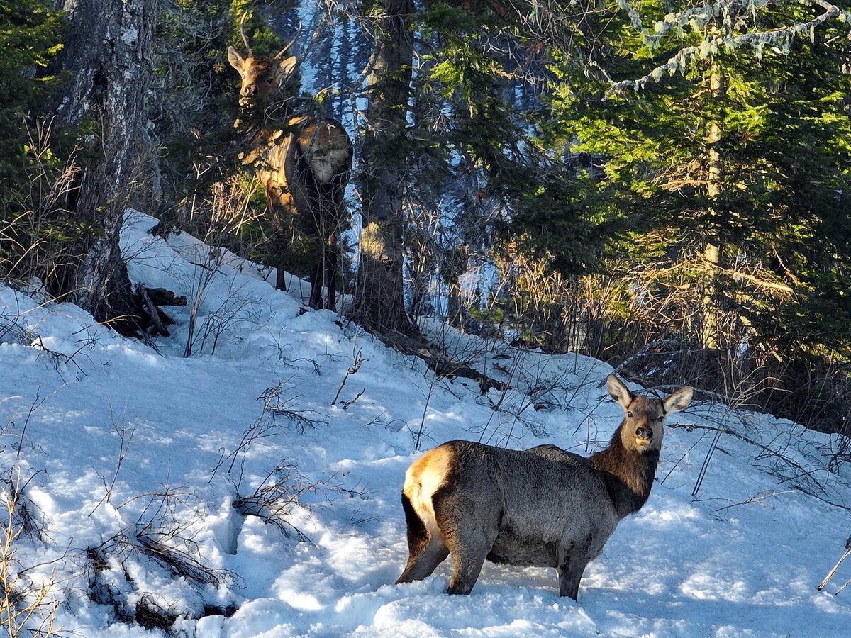 Алтайский заповедник животные