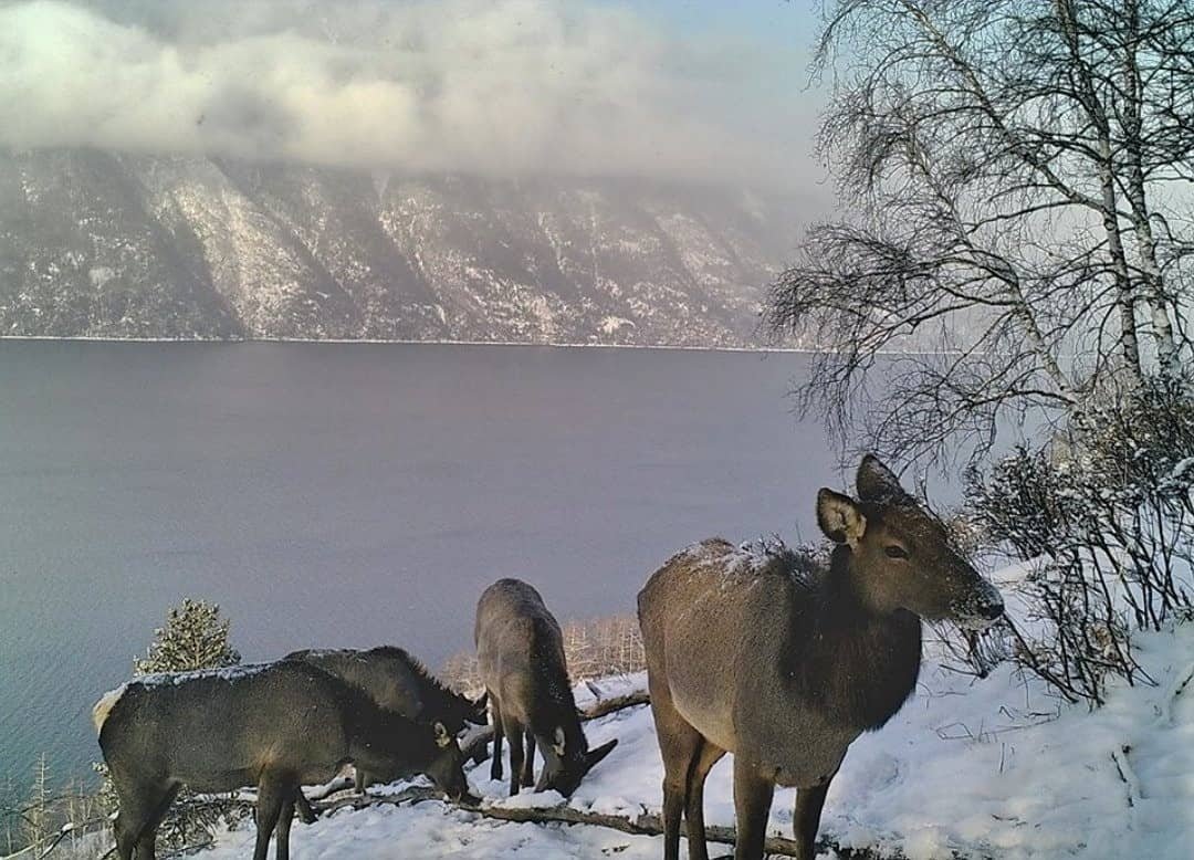 Алтайский заповедник животные Марал