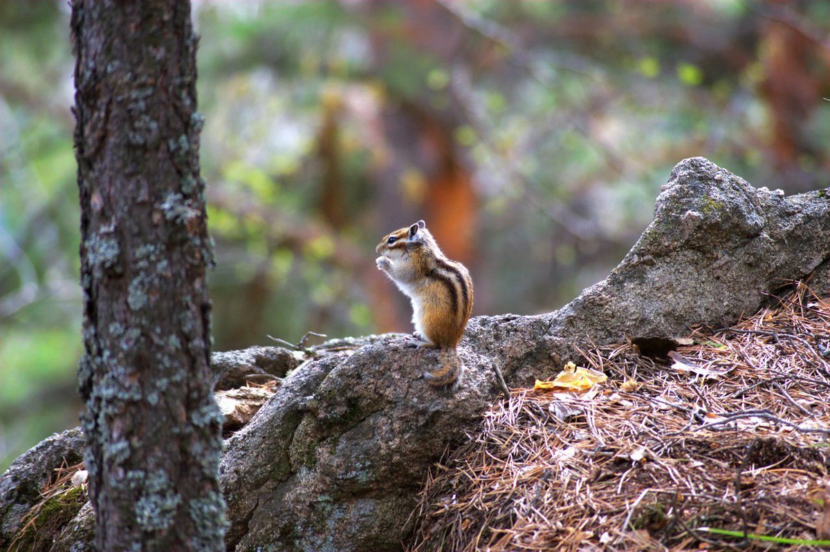 Белокуриха олени