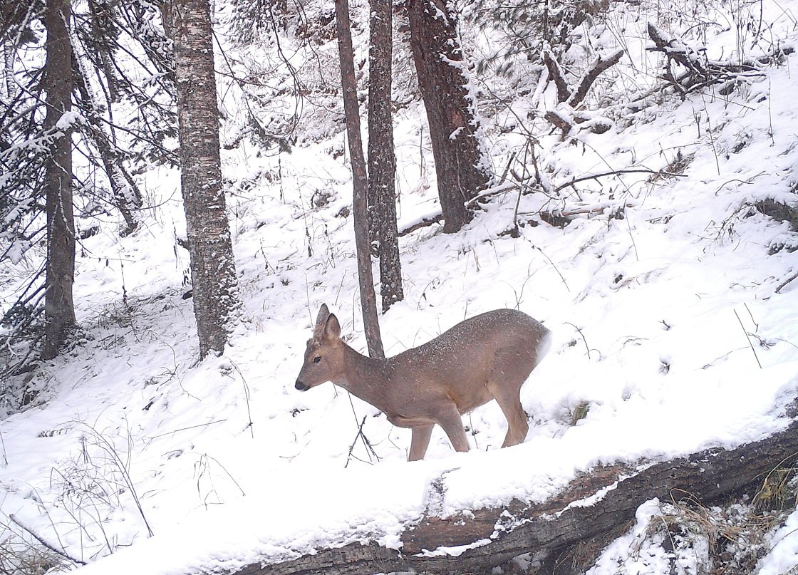 Сибирская косуля capreolus pygargus
