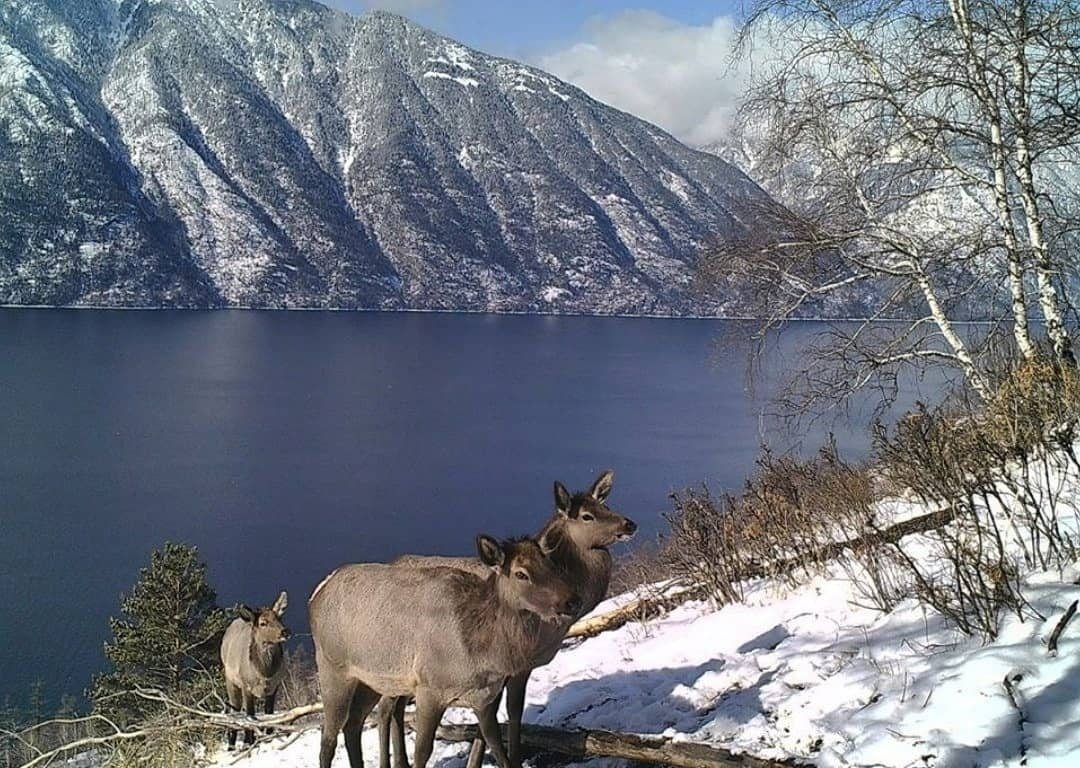 Телецкий биосферный заповедник