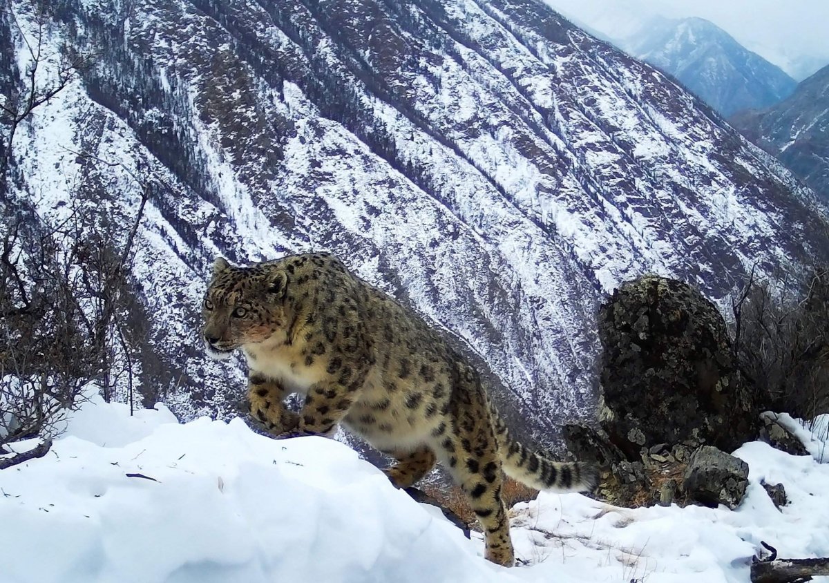 Снежный Барс Алтай