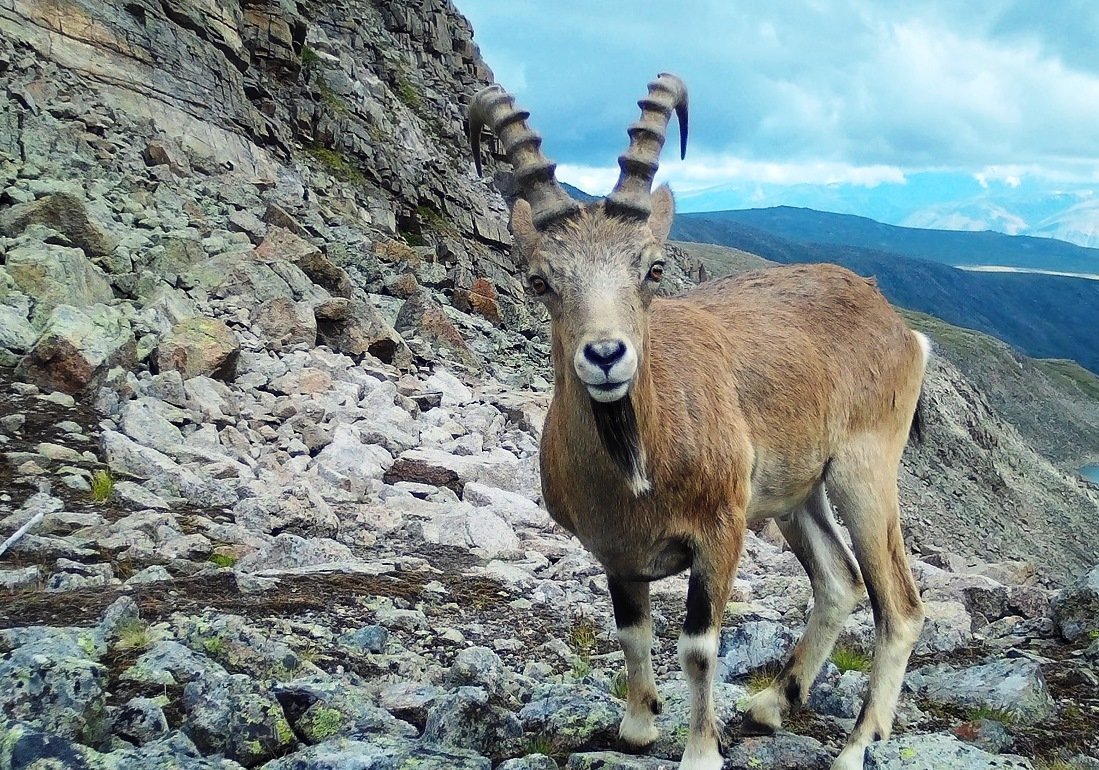 Баргузинский заповедник горный козёл