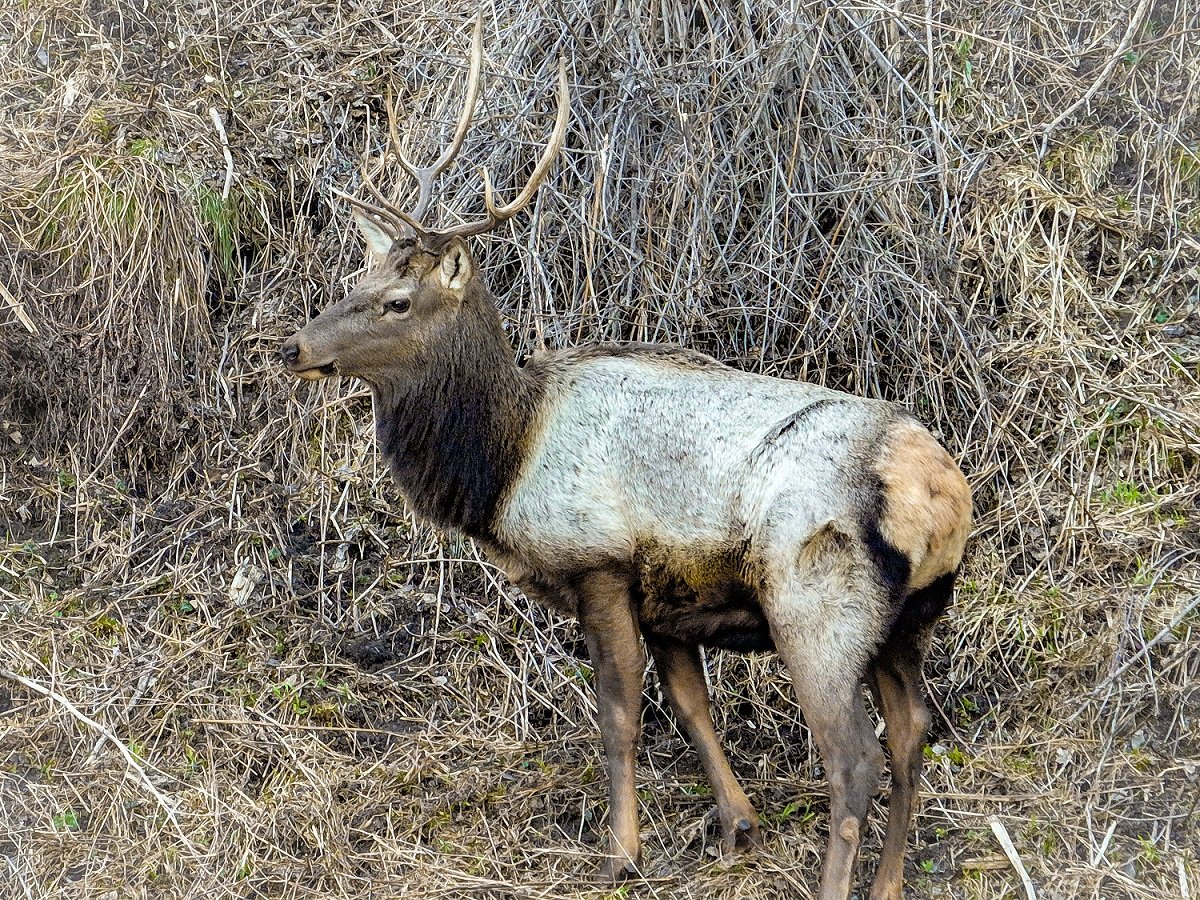 Новое животное в мире