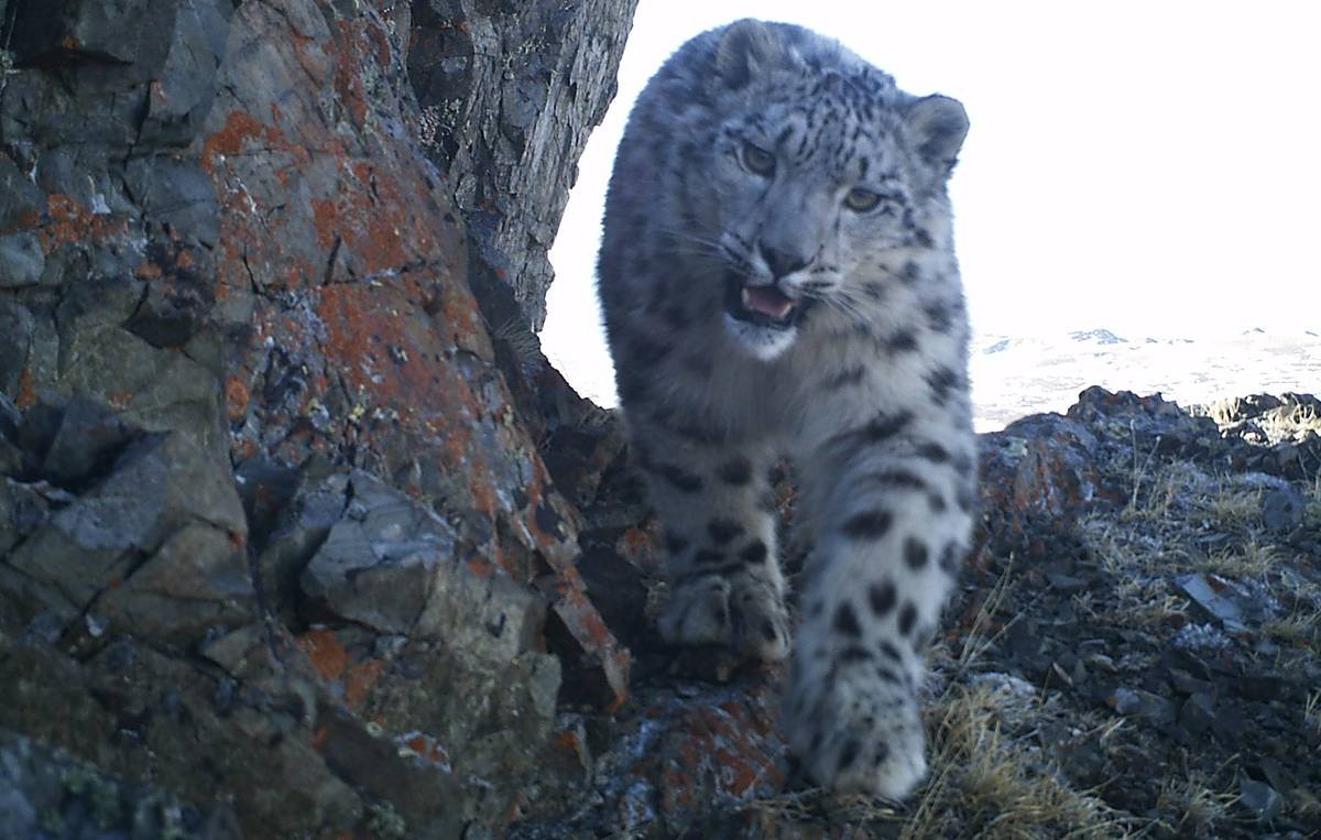 Ирбис снежный Барс Алтай