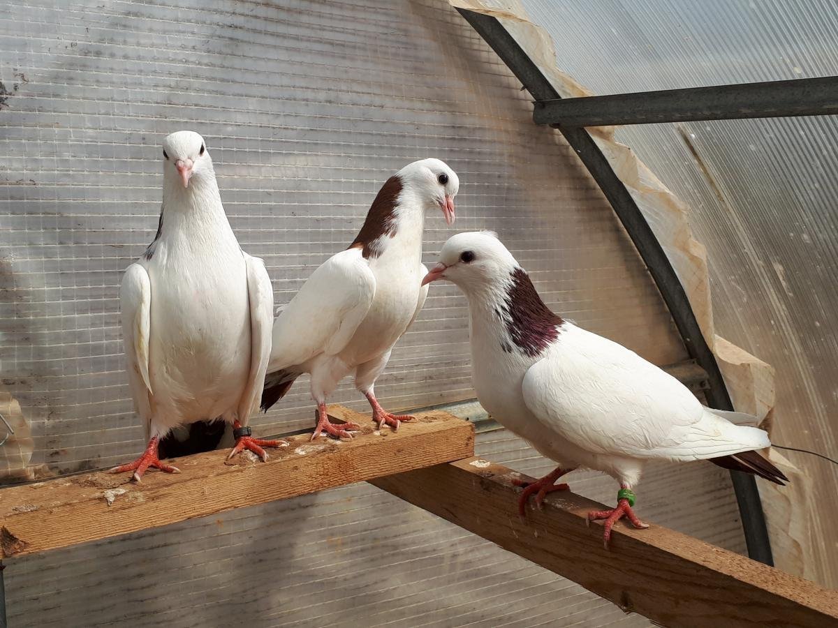 Бакинские шейки бойные голуби