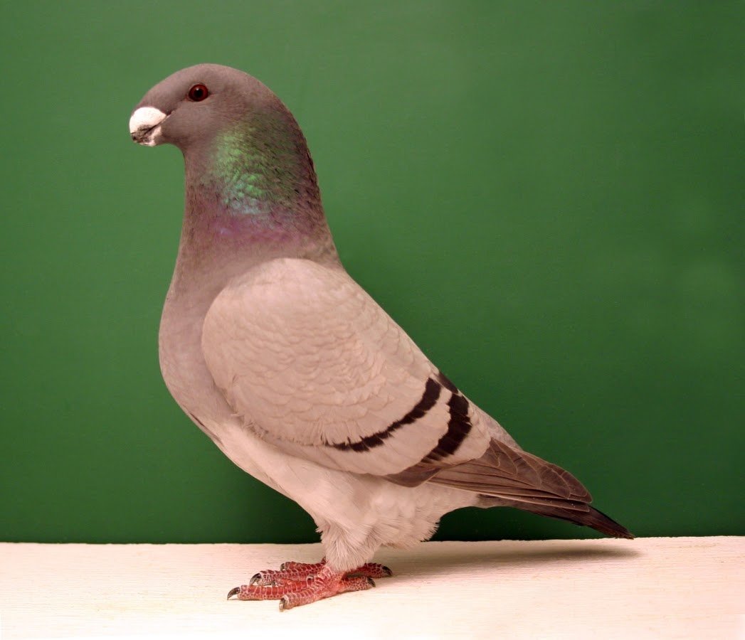 Богемская космоногая Волшебная Ласточка