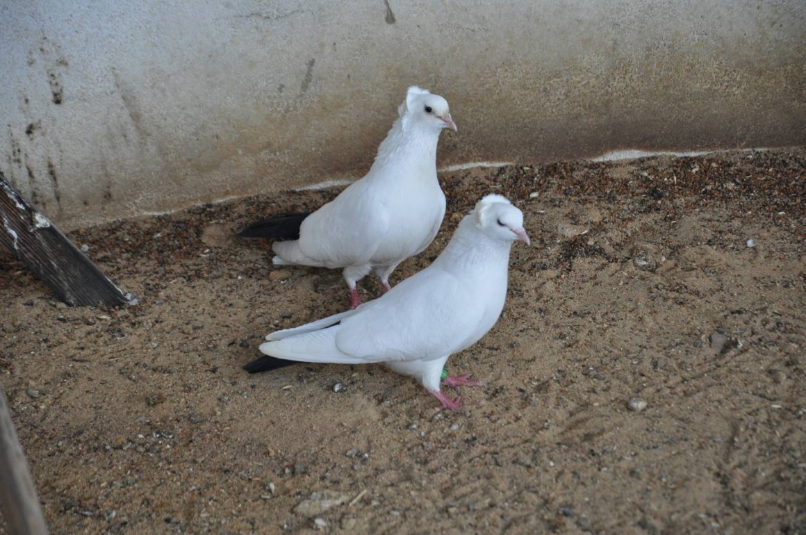 Голуби бойные бакинцы чернохвостые