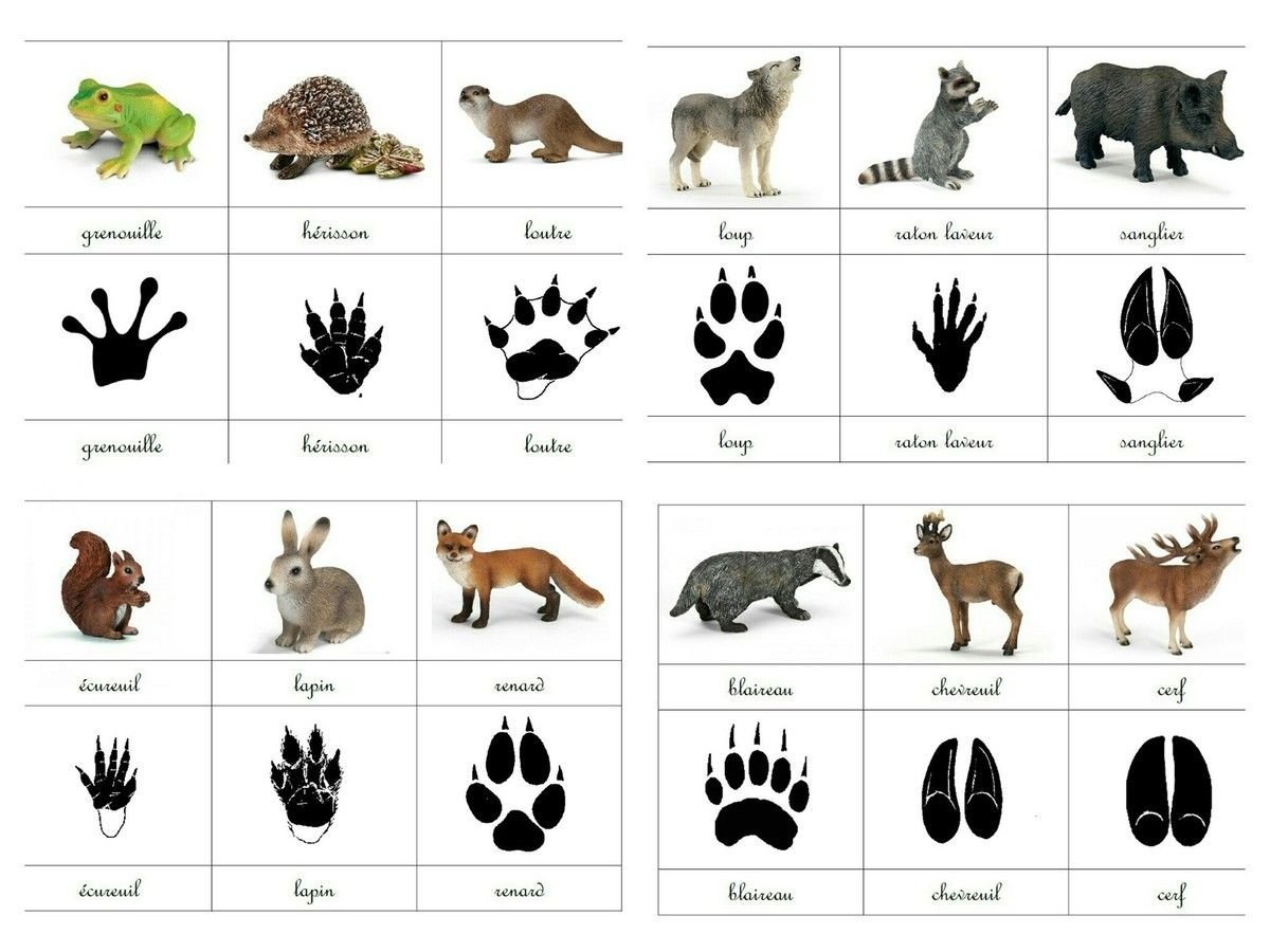 Игра для детей чьи следы диких животных