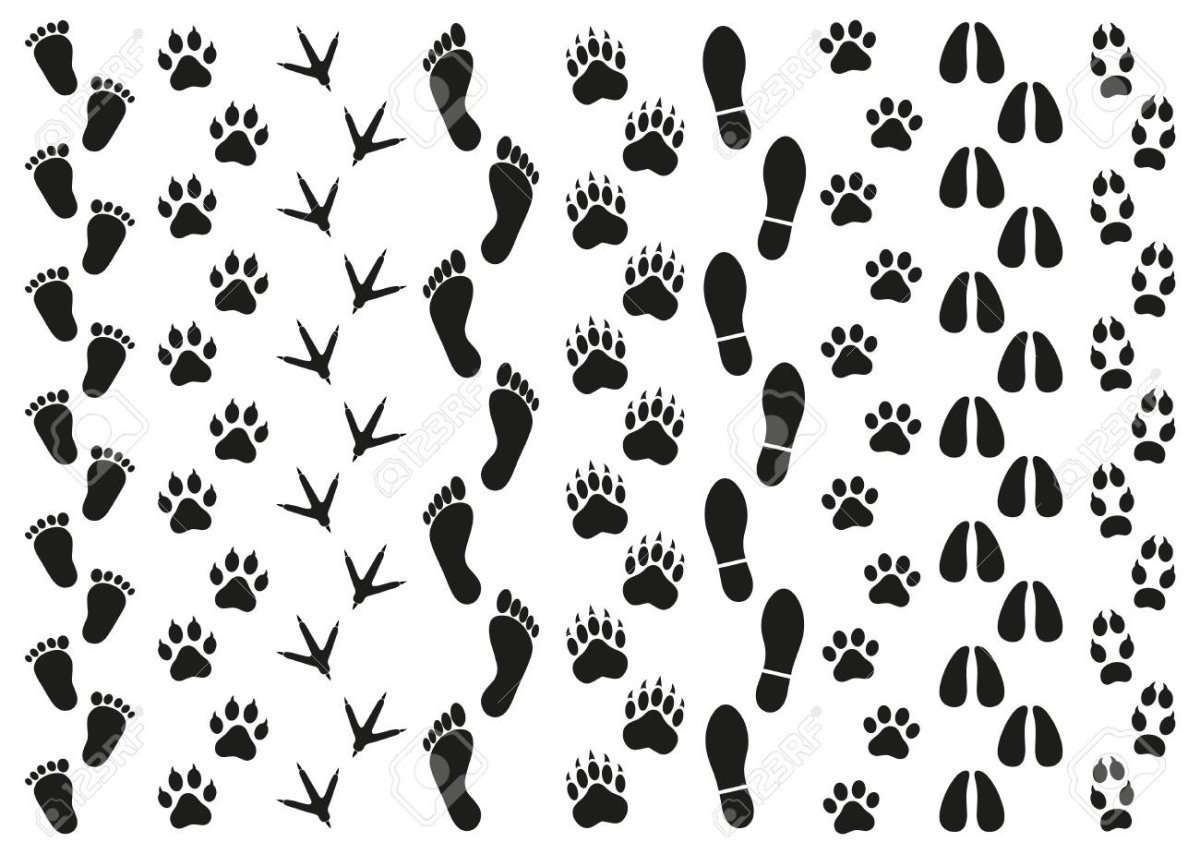 Отпечатки следов животных