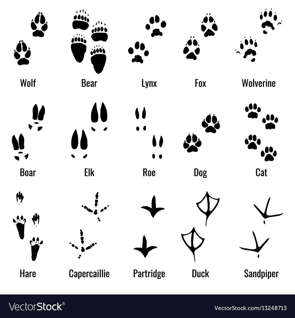 Следы разных зверей и птиц