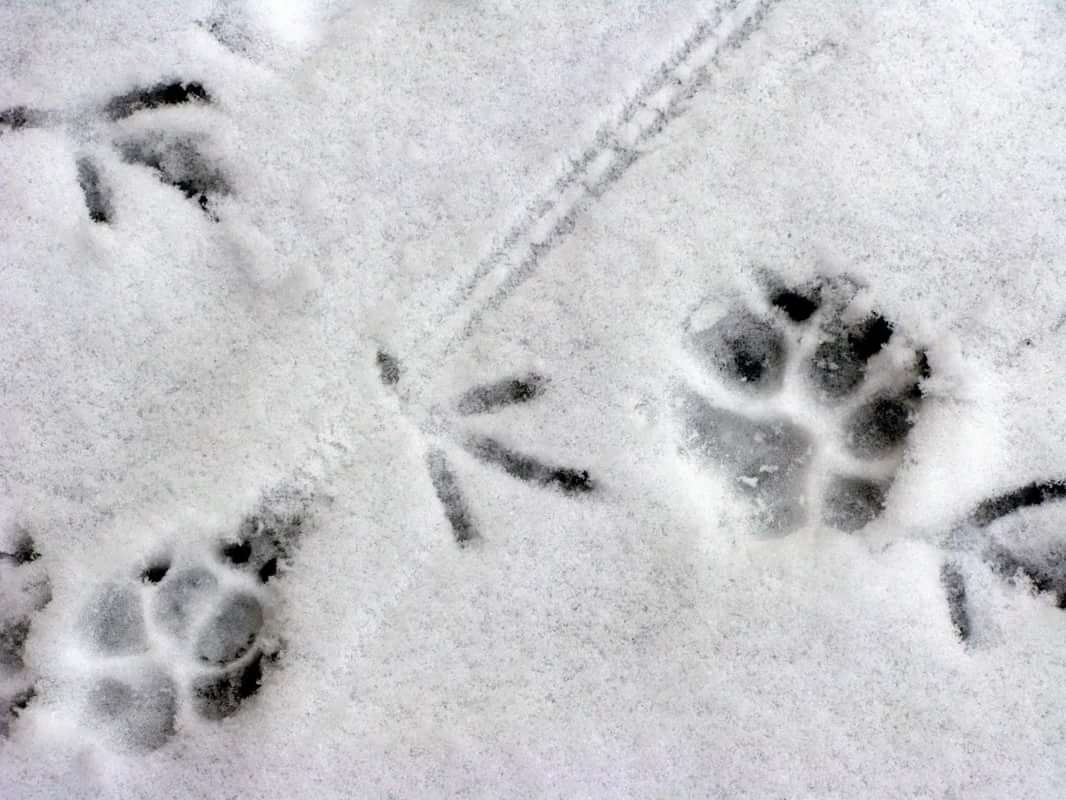 Следы животных на снегу