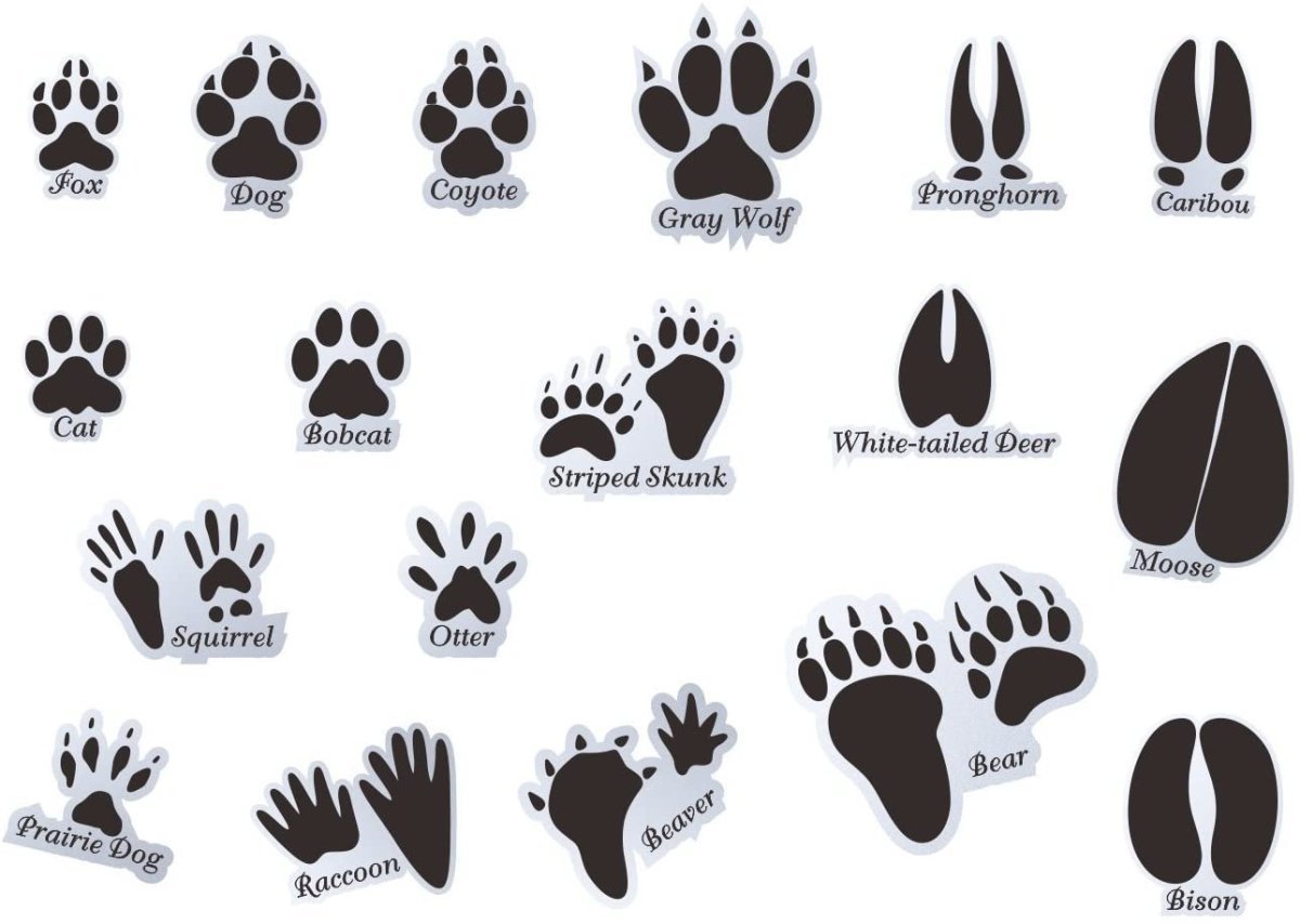 Следы животных на земле