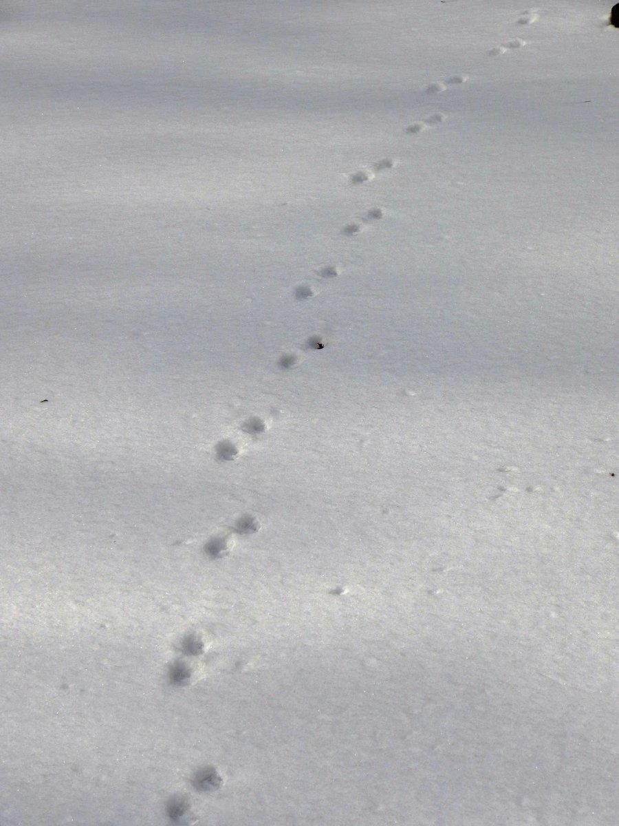 Лисьиьи следы на снегу