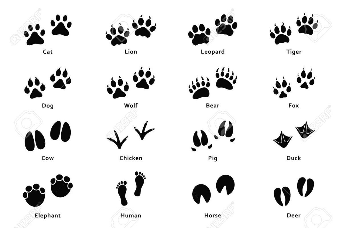 След лапок разных животных