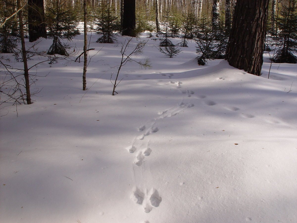 Следы зайца беляка