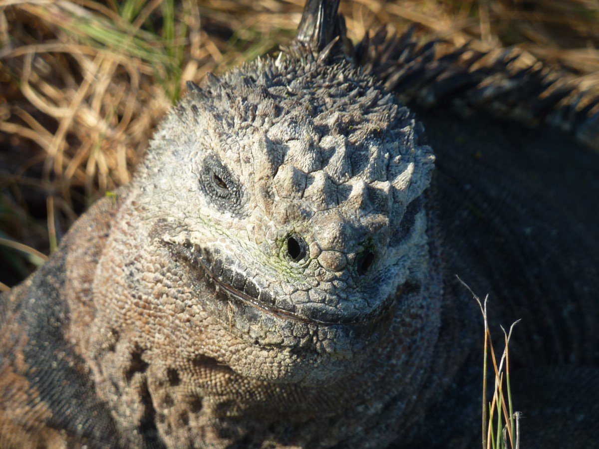 Морская игуана