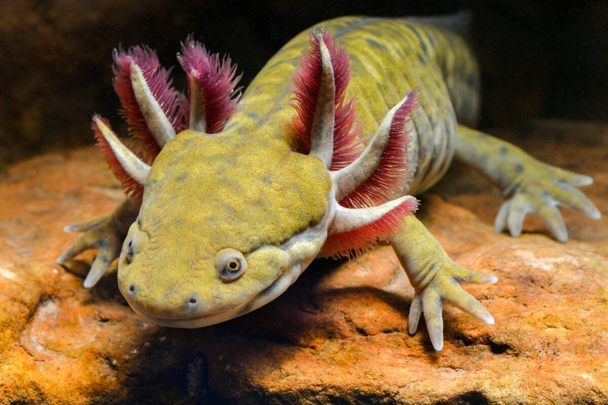 Аксолотль (Ambystoma mexicanum)