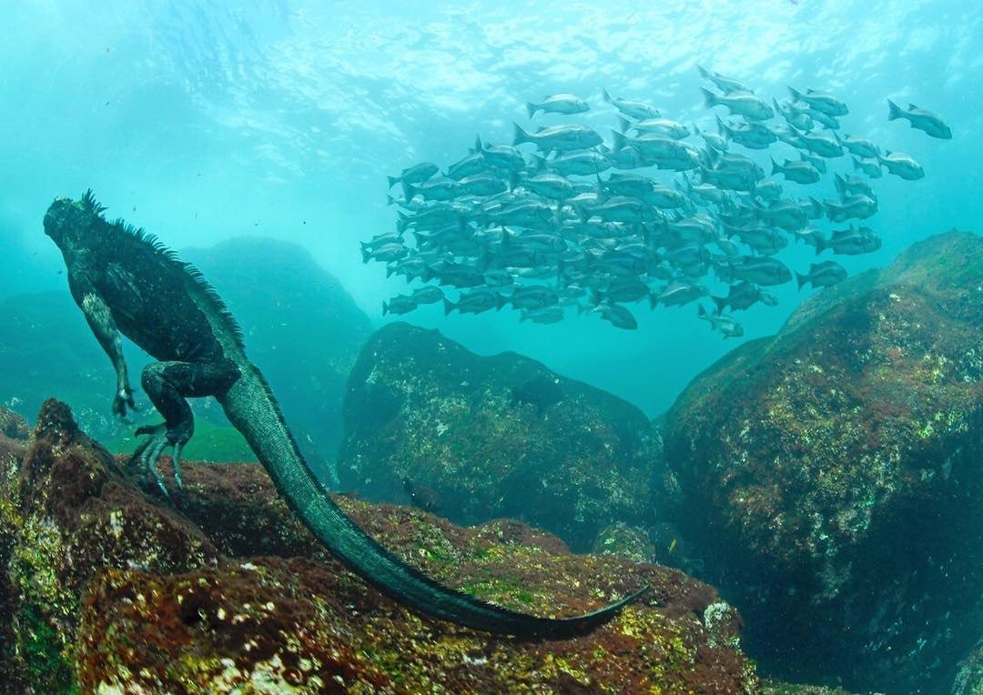 Галапагосские острова ящерицы