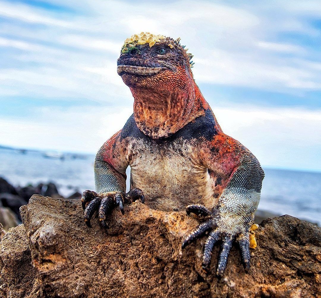 Галапагосская морская игуана