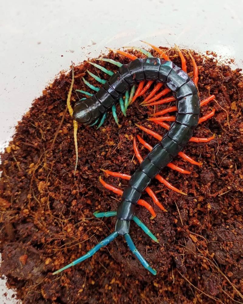 Крымская кольчатая сколопендра