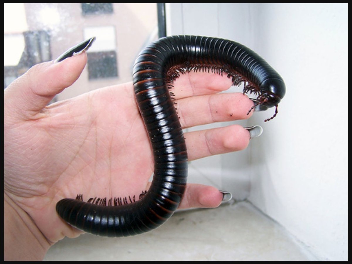 Гигантский черный кивсяк