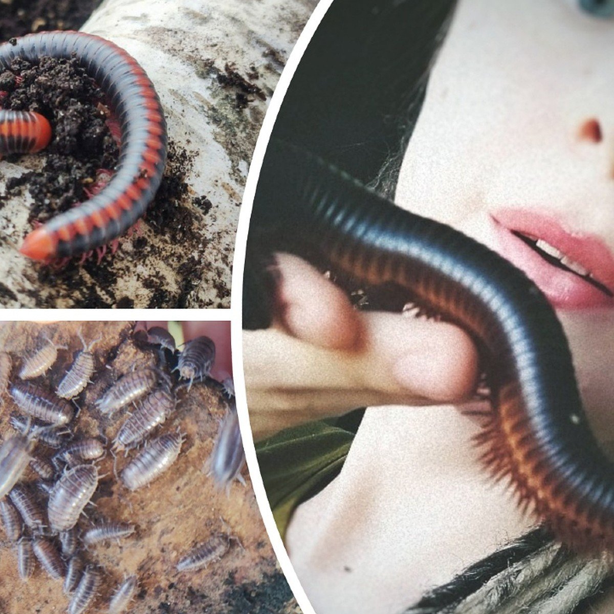 Кивсяк мокрица