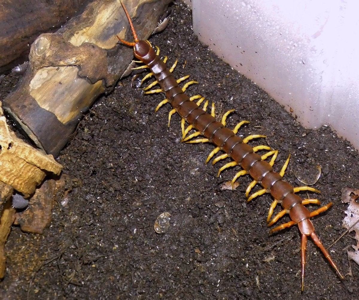 Сороконожка сколопендра