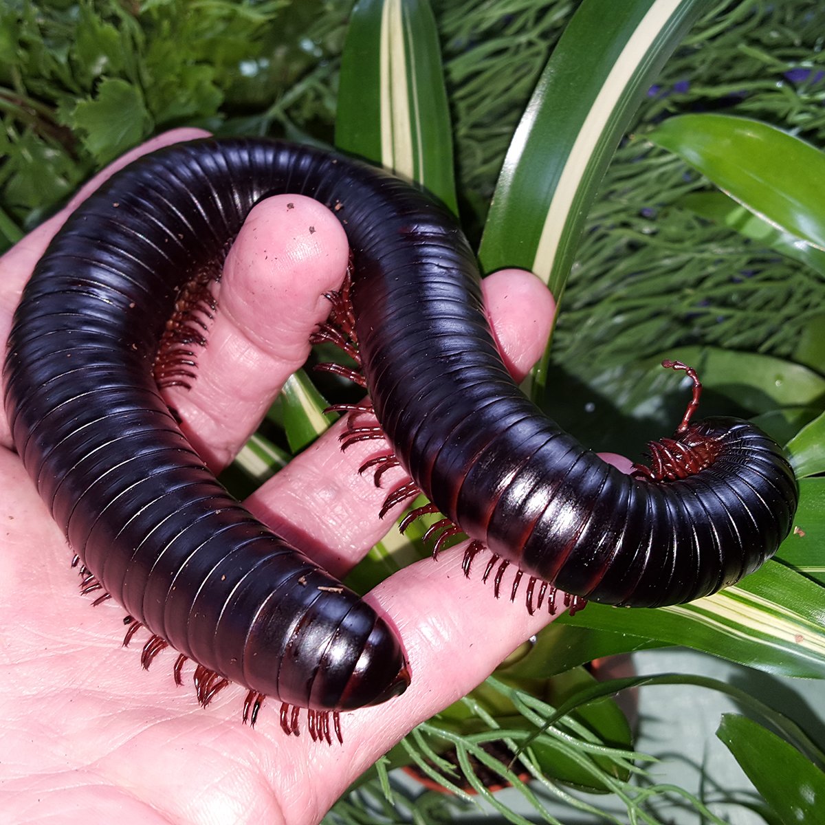 Мадагаскарский кивсяк