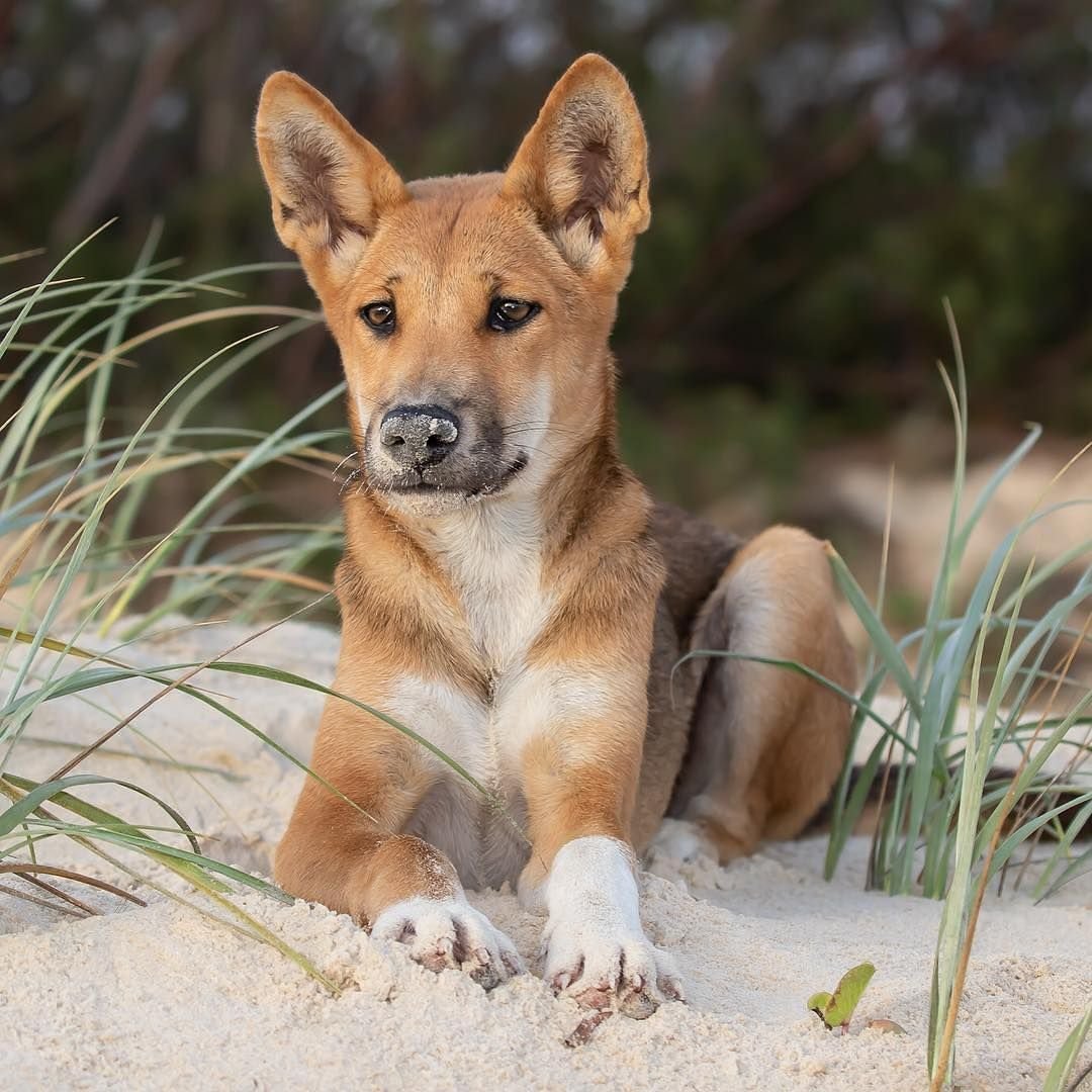 Каролинская Динго