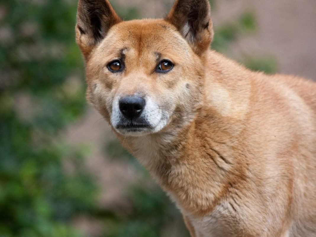 Навагинская поушая собака