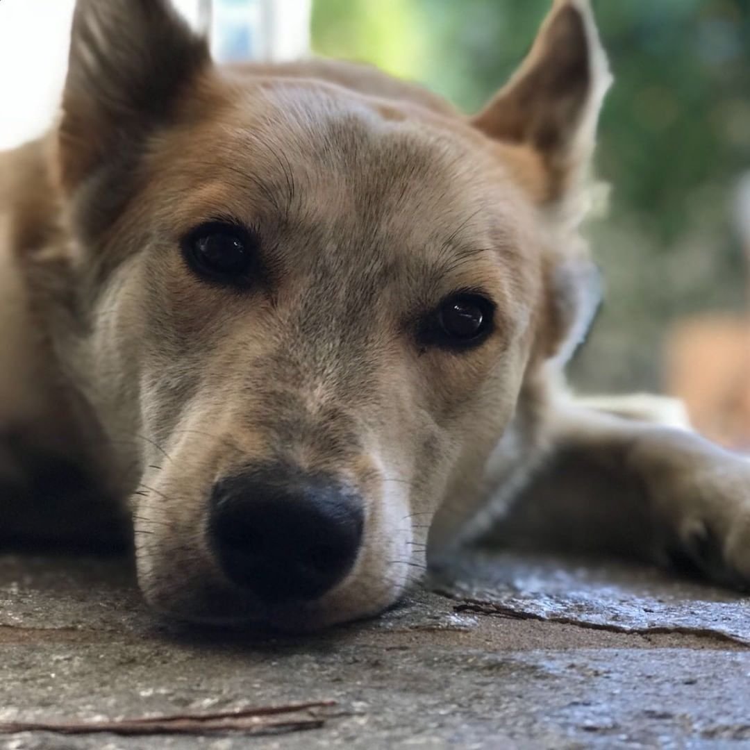 Чинук собака рыжая