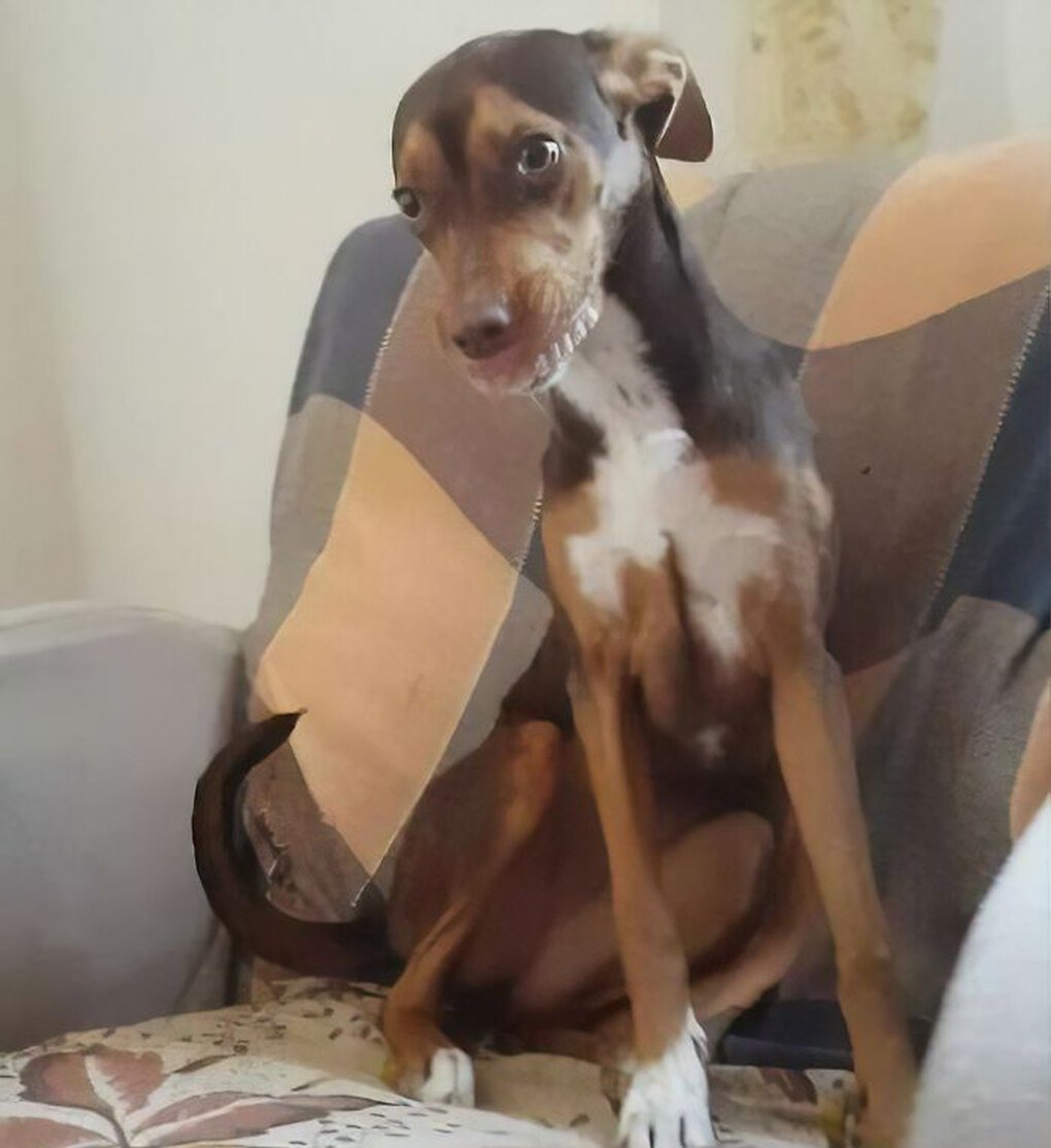 Собака стащила вставную челюсть