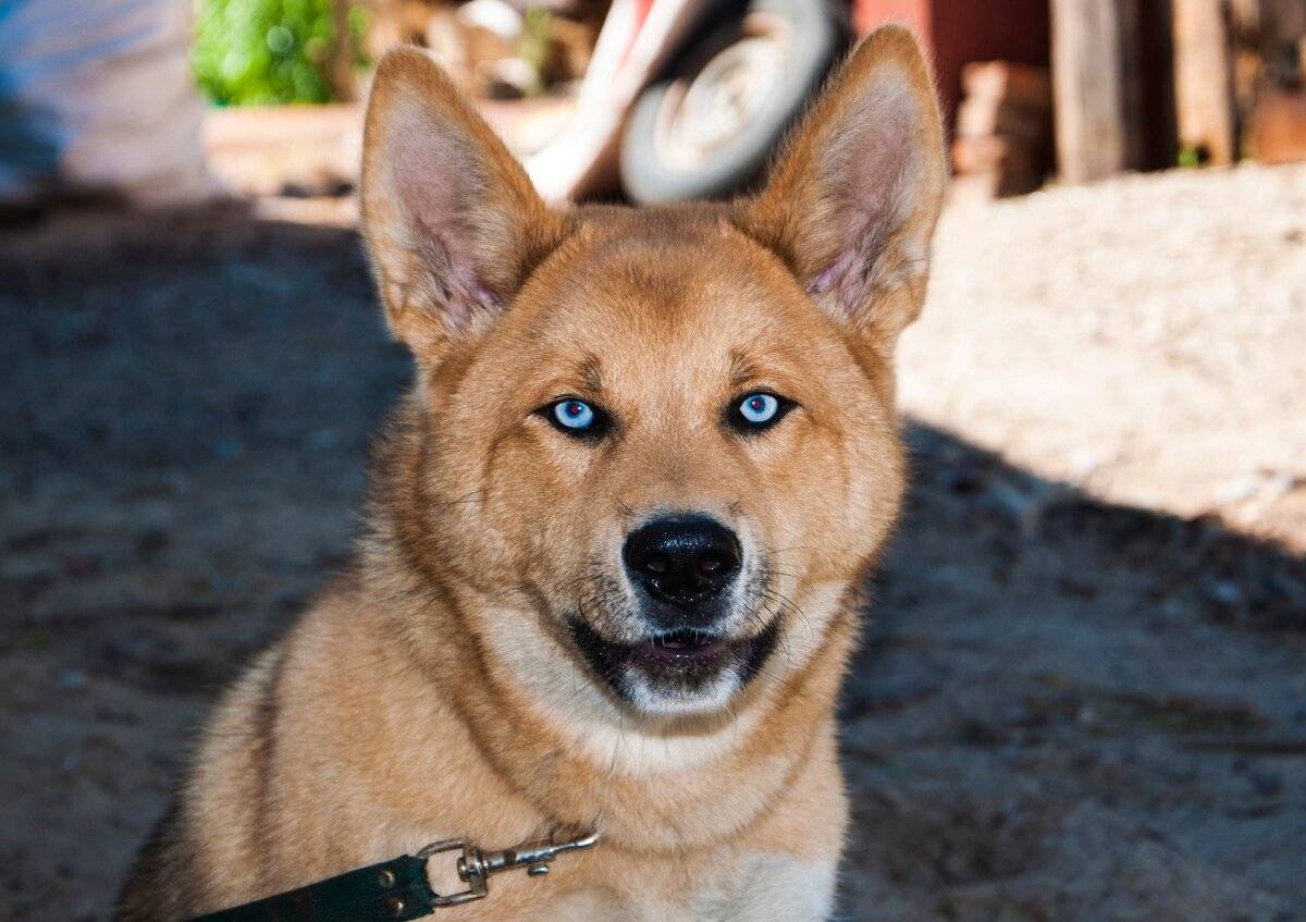 Хаски и Акита ину