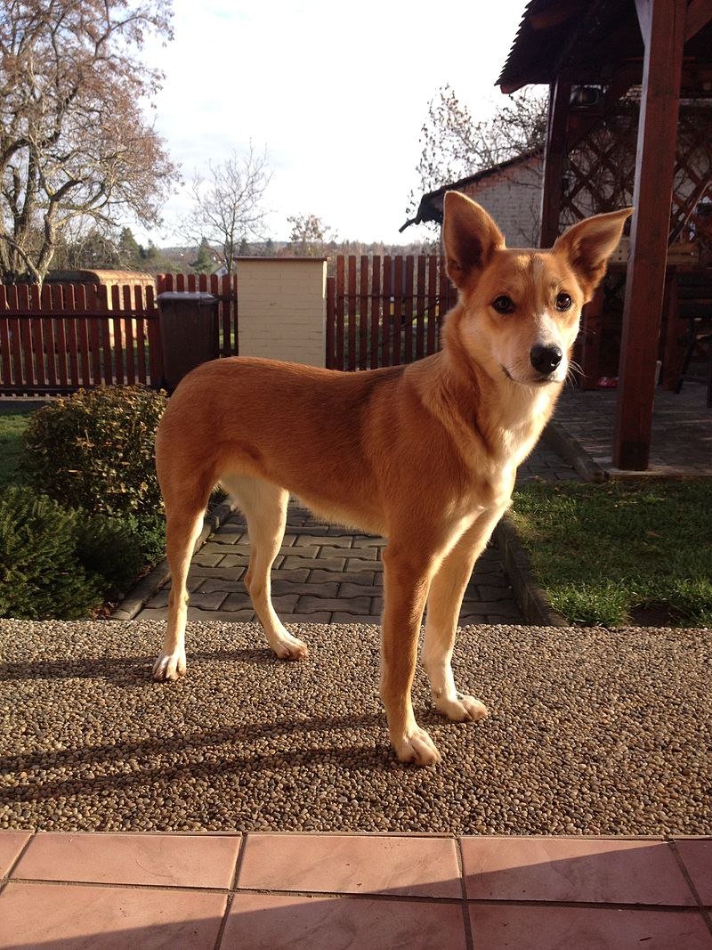 Каролинская собака американский Динго