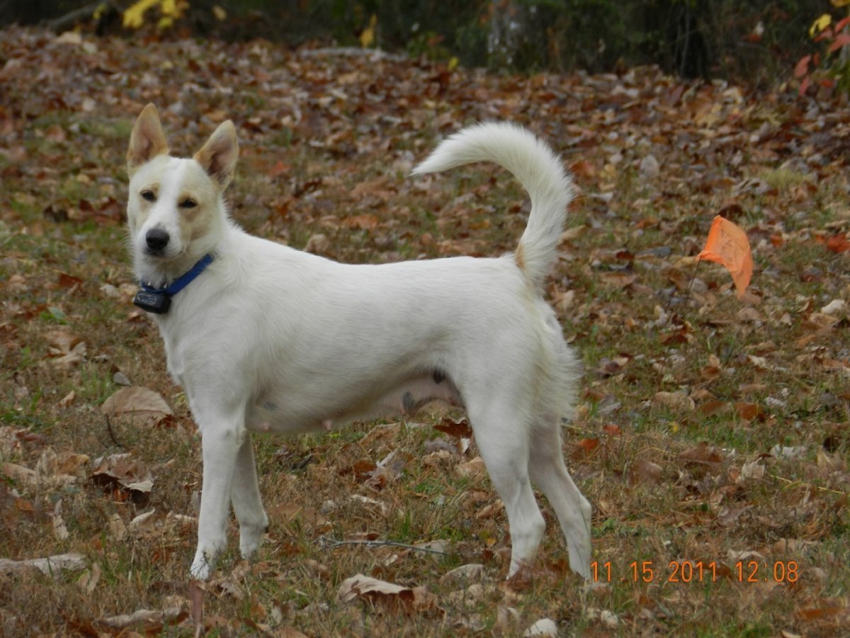 Каролинская овчарка