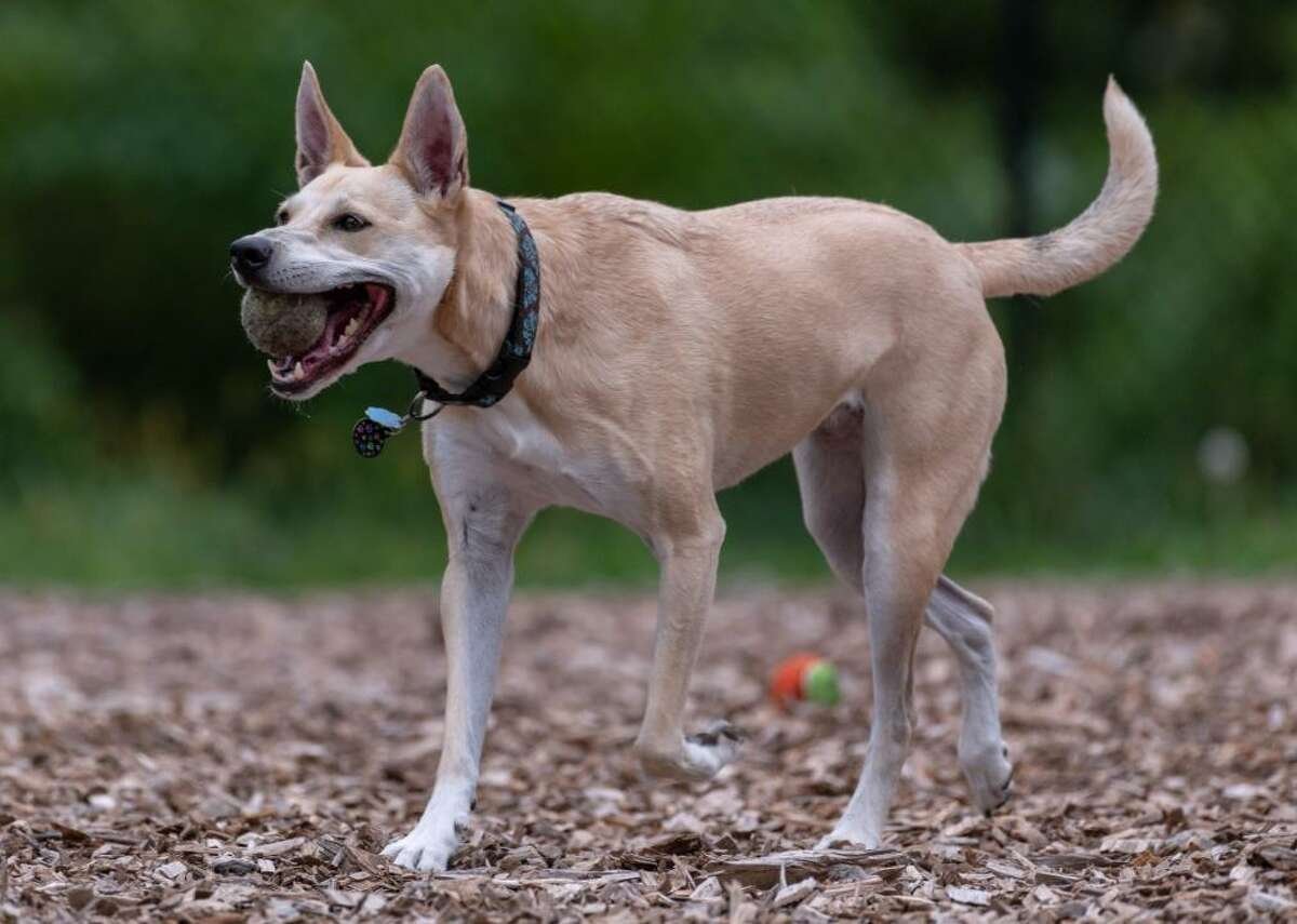 Каролина дог