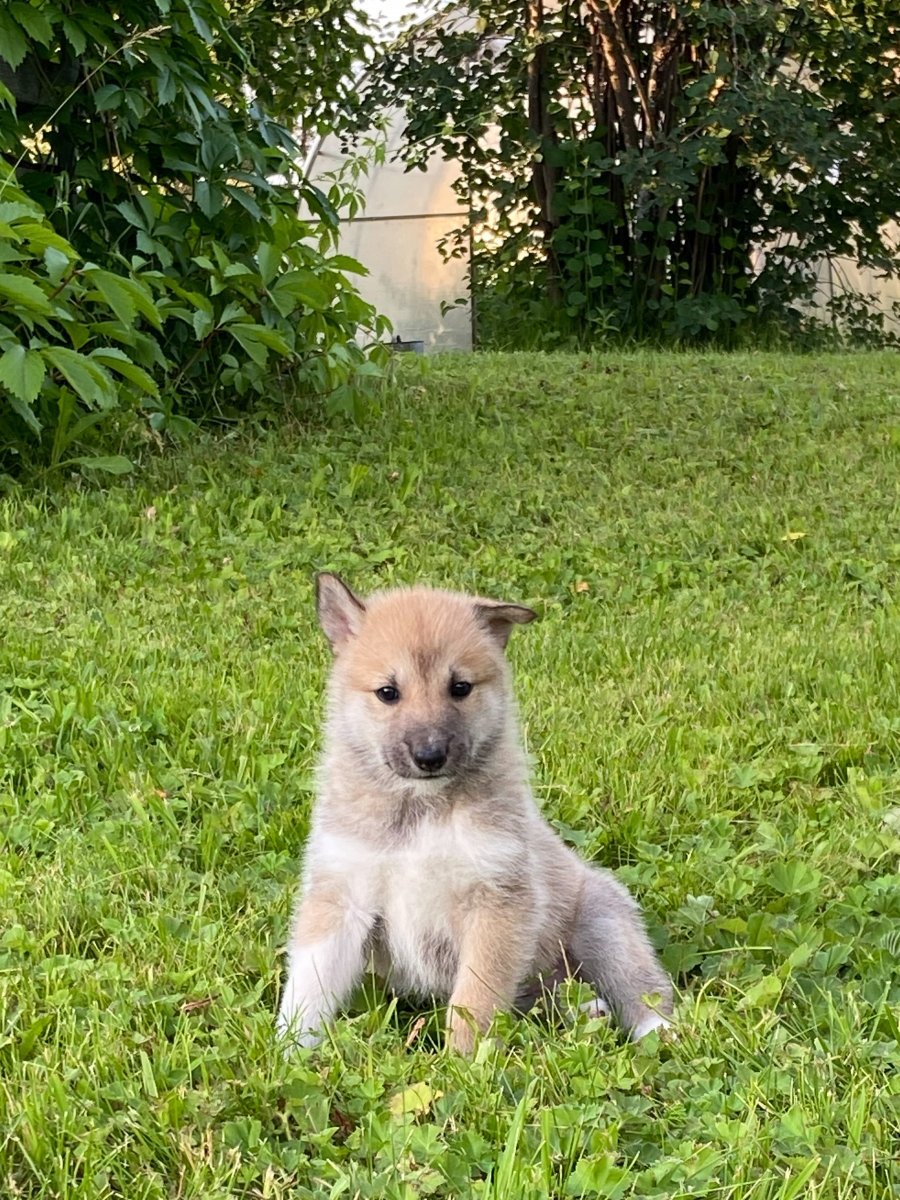 Леопардовая лайка щенок