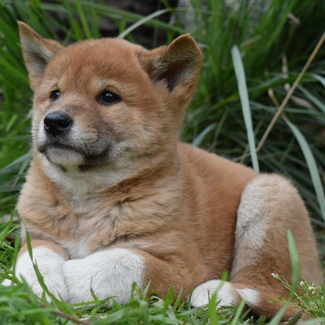 Порода Динго