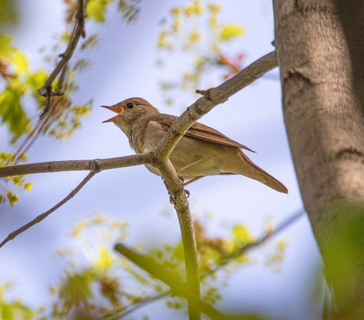 Маленький Соловей