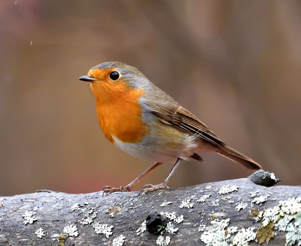 Птицы Поволжья