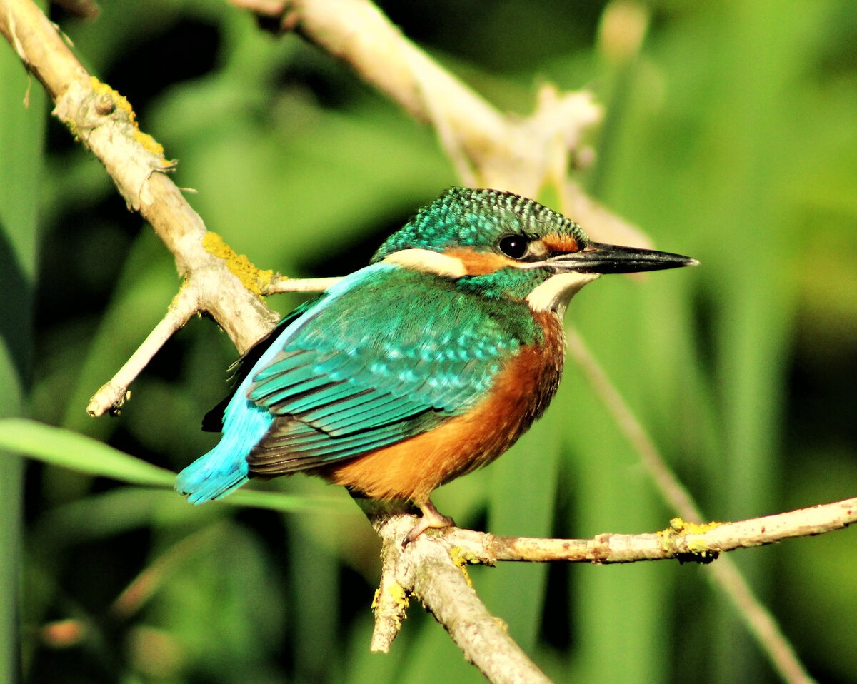 Зимородок Приморский край