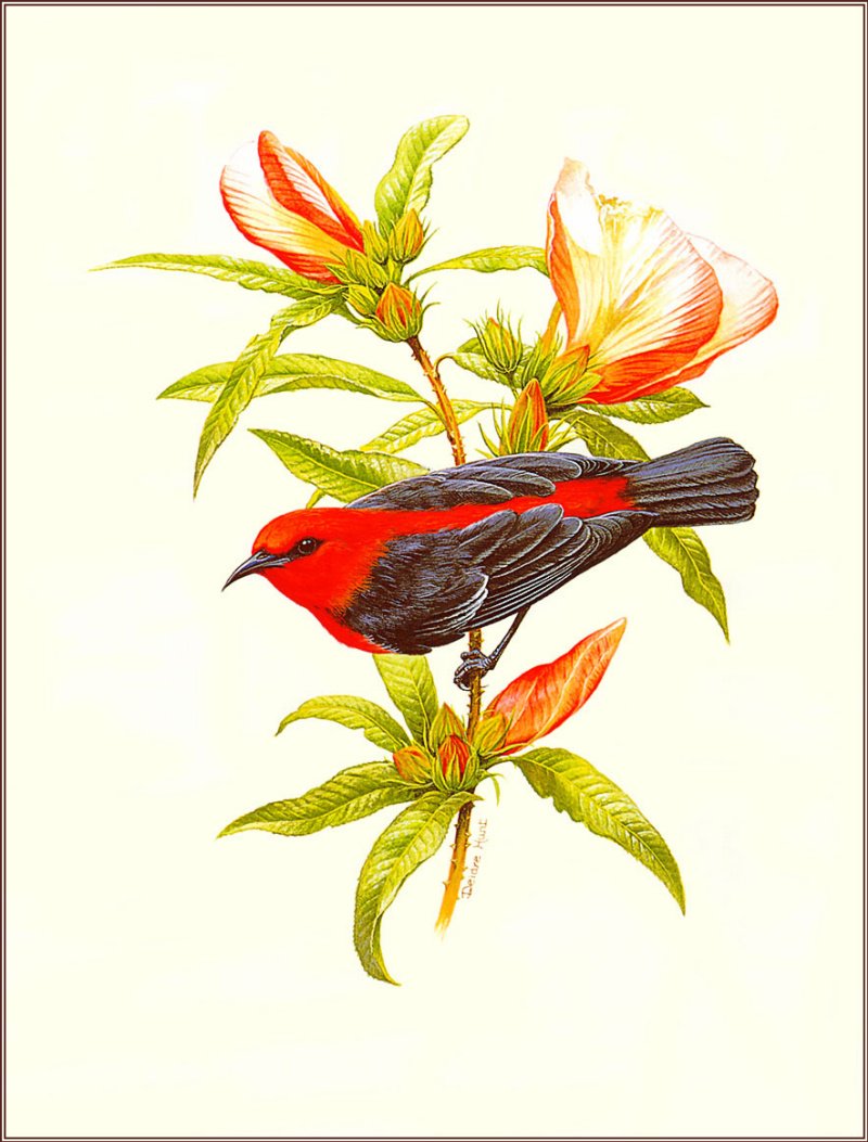 Птица иллюстрация